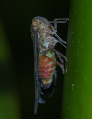 Nogodinidae