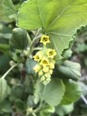 Ribes punctatum