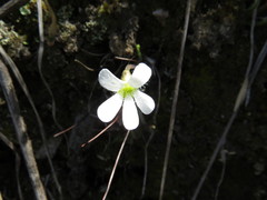 Pinguicula heterophylla