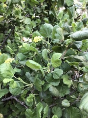 Ribes punctatum