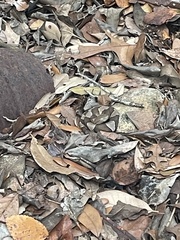 Agkistrodon laticinctus