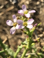 Cakile maritima
