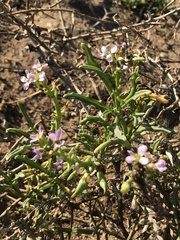 Cakile maritima