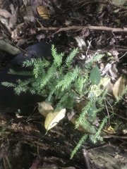 Asparagus scandens
