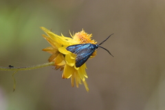 Pollanisus viridipulverulenta