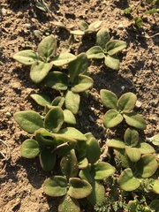 Mesembryanthemum cordifolium