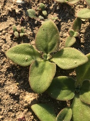 Mesembryanthemum cordifolium