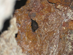 Peropteryx