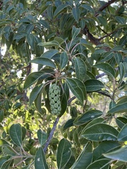Phytolacca dioica