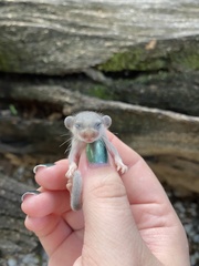 Graphiurus