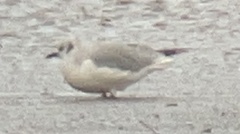 Chroicocephalus philadelphia