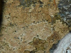 Ionaspis lacustris