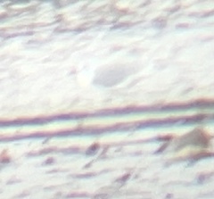 Chroicocephalus philadelphia