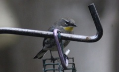 Setophaga coronata coronata × auduboni