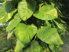 Epipremnum