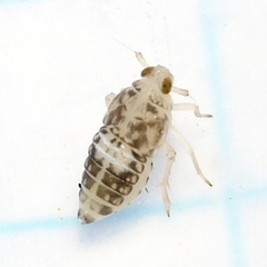 Pissonotus