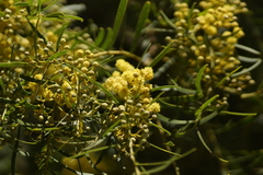 Acacia provincialis