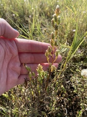 Symphyotrichum ciliatum
