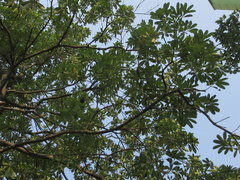Alstonia