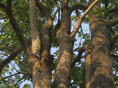 Alstonia