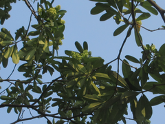 Alstonia