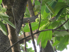 Alstonia