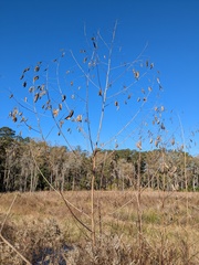 Sesbania vesicaria