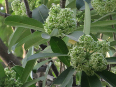 Alstonia