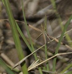 Acrida conica