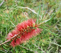 Callistemon