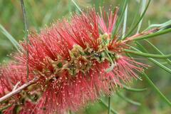 Callistemon