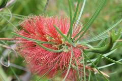 Callistemon