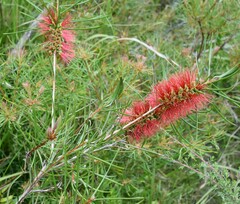 Callistemon