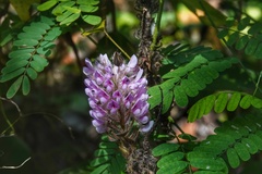 Uraria