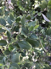 Azara dentata