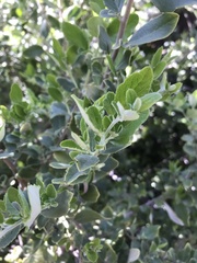 Azara dentata