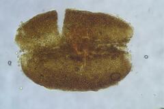 Licea biforis