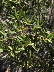 Colliguaja salicifolia