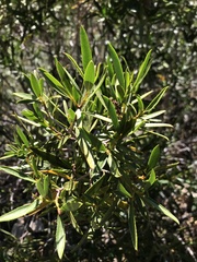 Colliguaja salicifolia