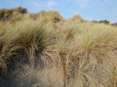 Ammophila arenaria