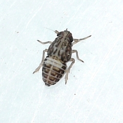 Pissonotus