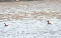 Podilymbus podiceps
