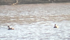 Podilymbus podiceps