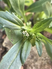 Leucocera sessiliflora