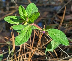 Cuphea carthagenensis