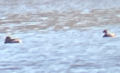 Podilymbus podiceps