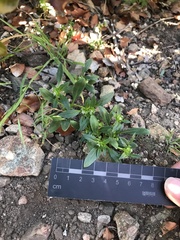 Leucocera sessiliflora