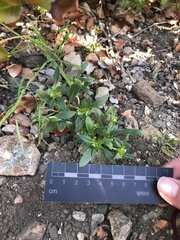 Leucocera sessiliflora