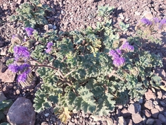 Phacelia pedicellata