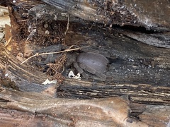 Selenocosmia crassipes